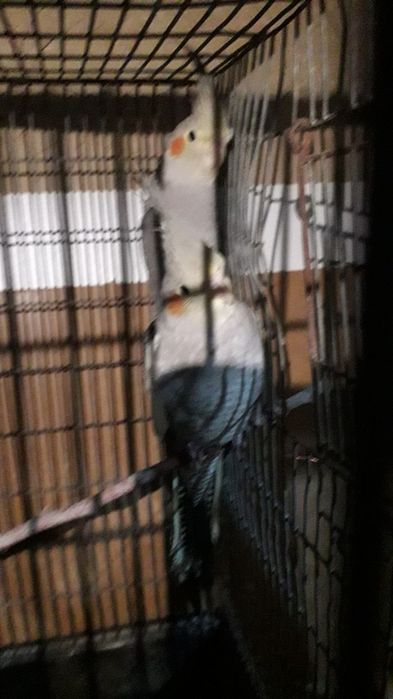 Карела сотилади 1 пар рабочи