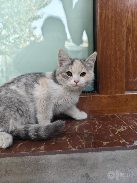 3 котёнка девочки 3мес