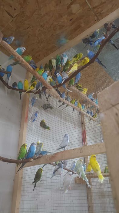 Perusi en-gros sau la bucata