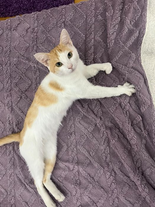 Кот кошка мысык котик