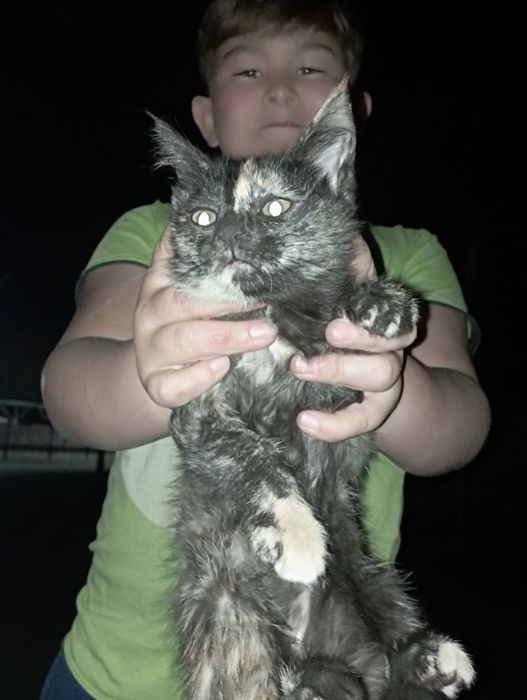 Отдам бесплатно кошек