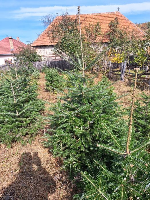 Vindem Brazi Arginti și Verzi de la 1,5 la 6 m