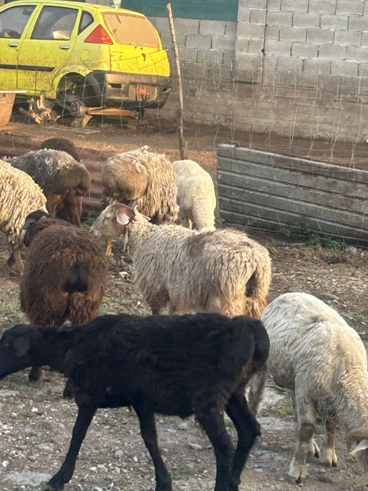 Продам баран Кой сатылады