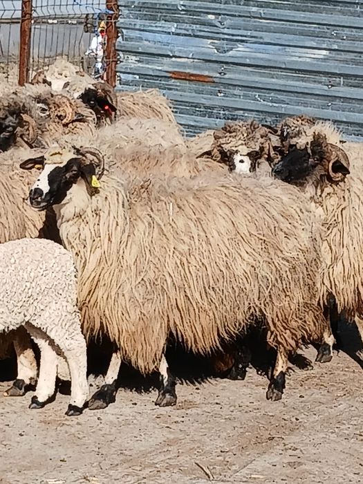 Oi cu miei de vanzare urgent