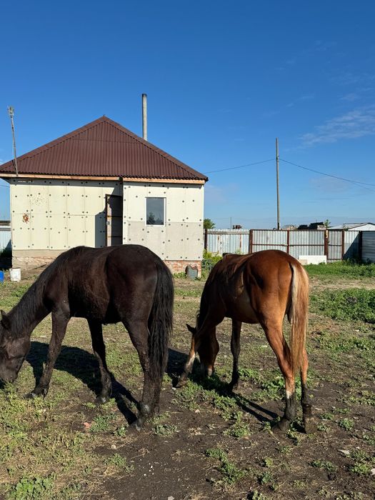 Продам тайчиков с откорма