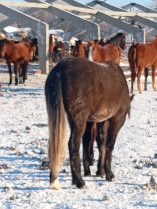 Тайчики 10 голов