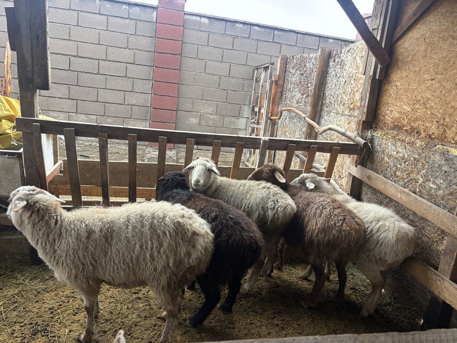 Бараны на выбор.