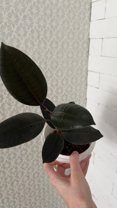 Фикус абиджан абиджан