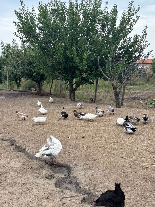 Продавам домашни снасящи кокошки,петли