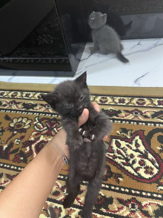 Котёнки маленкие
