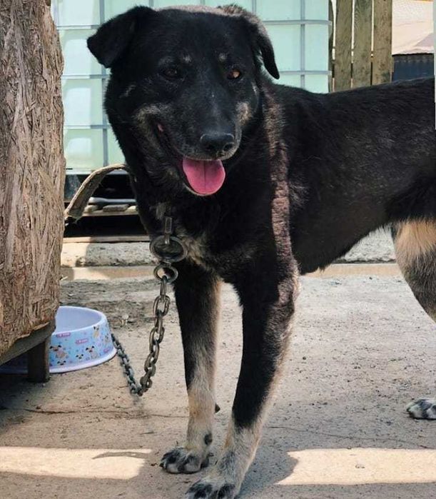 Девочка по кличке Ваканда ищет дом