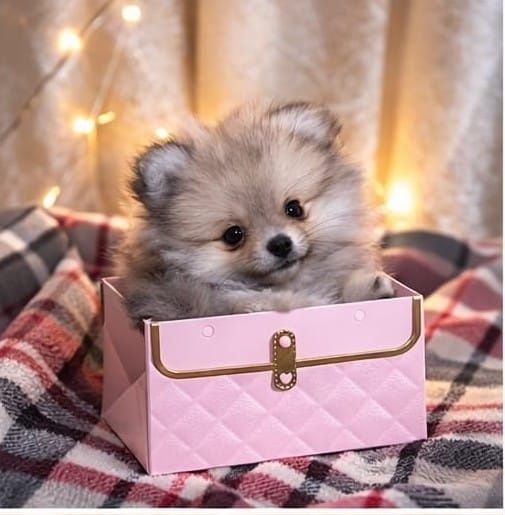 Продам щенков шпица