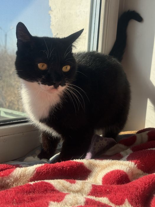 Отдам в добрые руки котиков