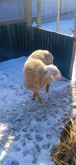 Продаётся Токтушка