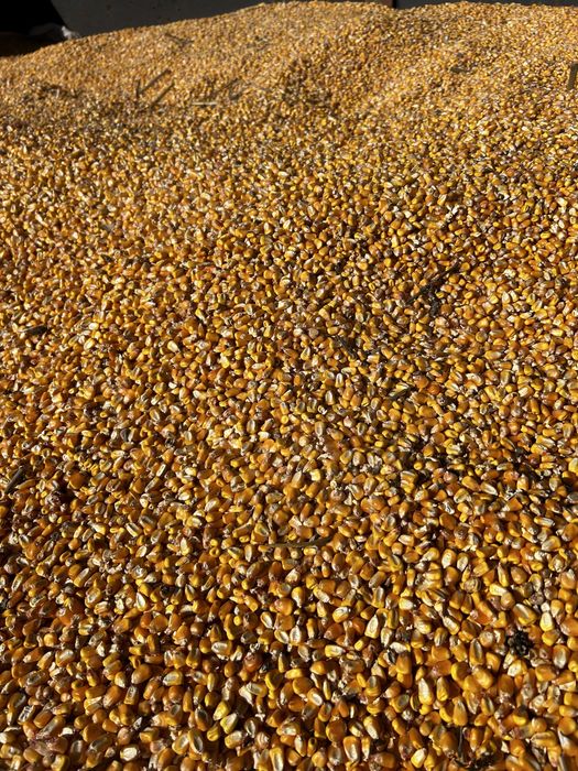 Vand porumb productie 2025