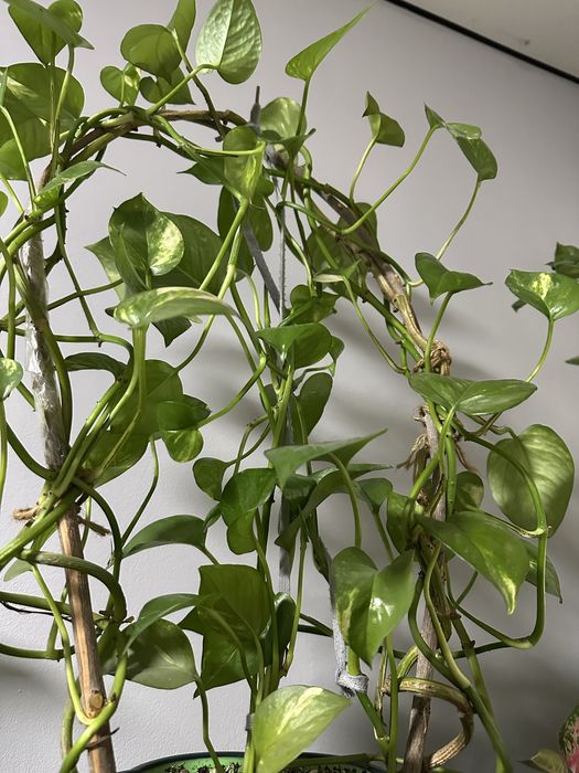 Цветы комнатные для дома