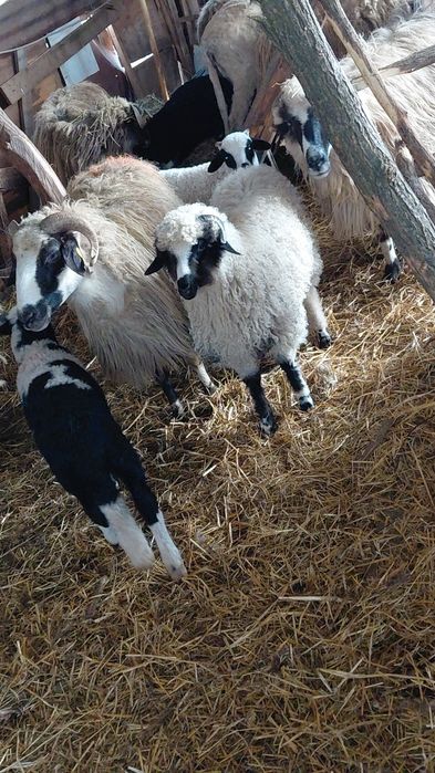 Miele breze  disponibilie