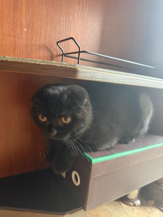 Шотланская веслоухая