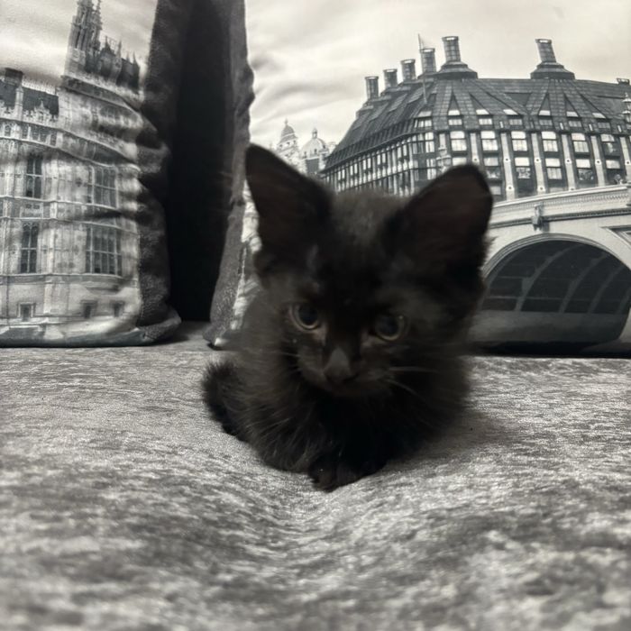 Отдам котят в добрые руки