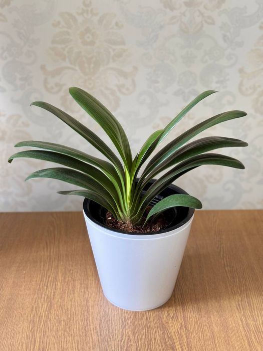 Кливия комнатное растение