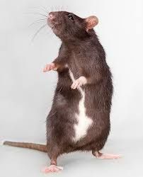 Крысы дамбо ручные