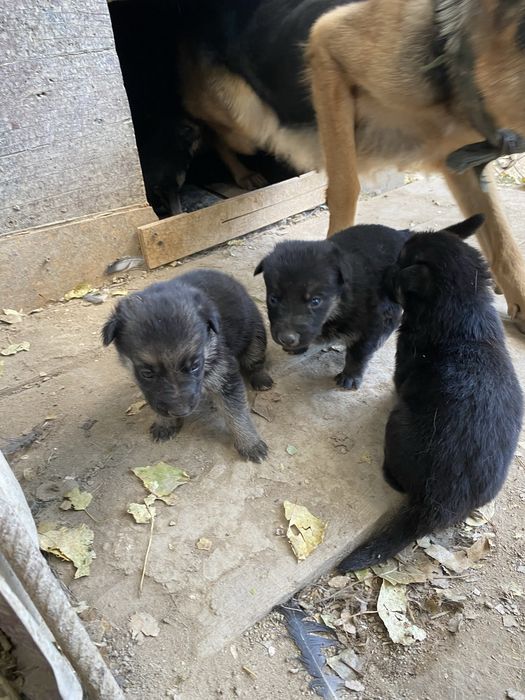 Продам щенят немоцкой овчарки
