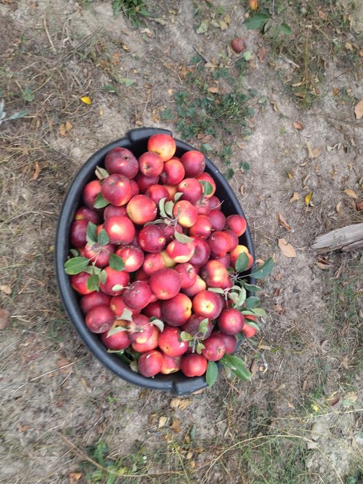 Яблоко яблоки  яблоки