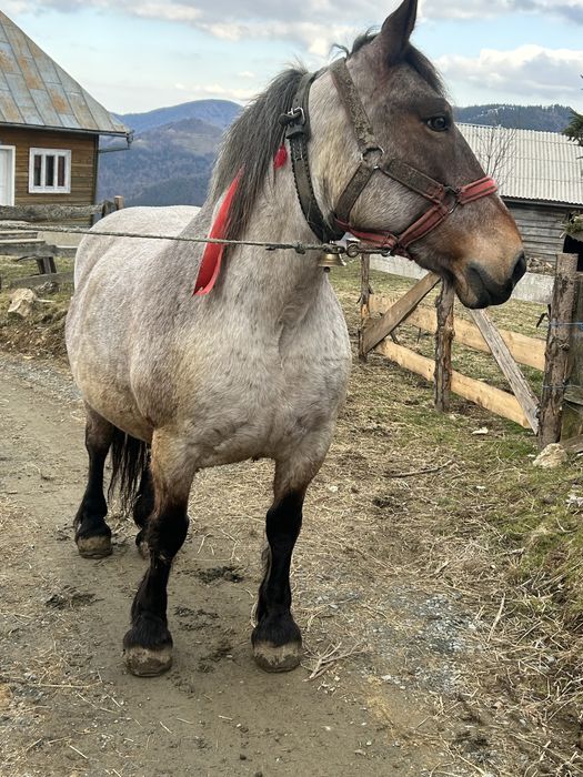 Vând iapă garantată