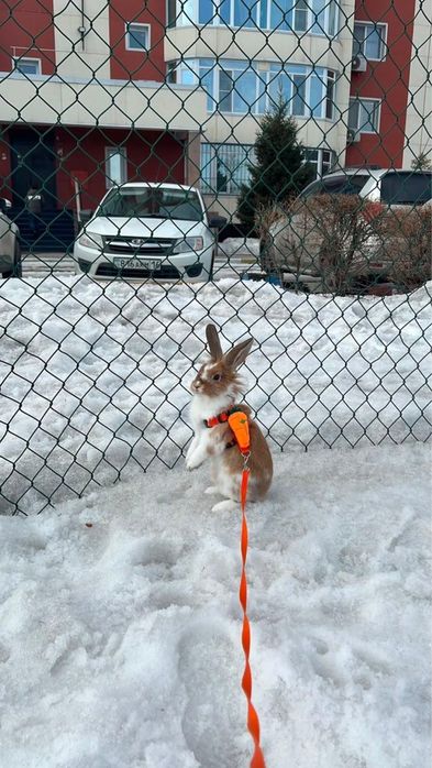 Дикоративный кролик
