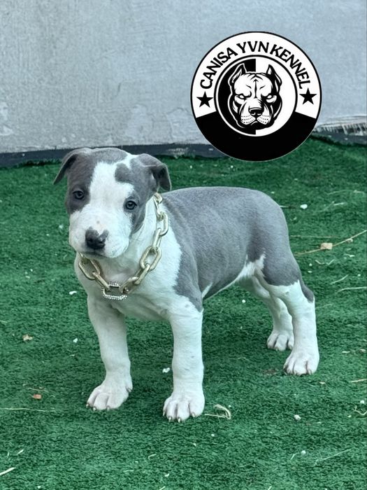 Amstaff blue.