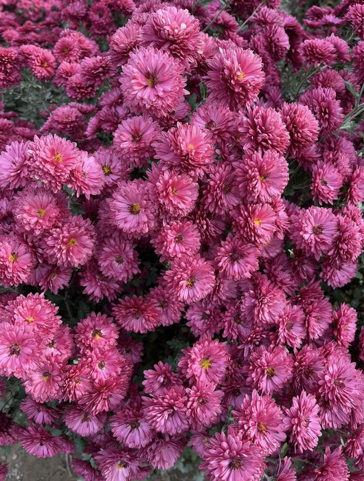 Хризантемы уличные растения