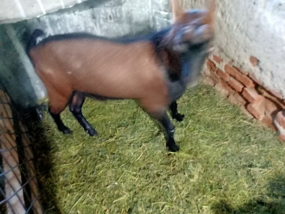Este. De prasils