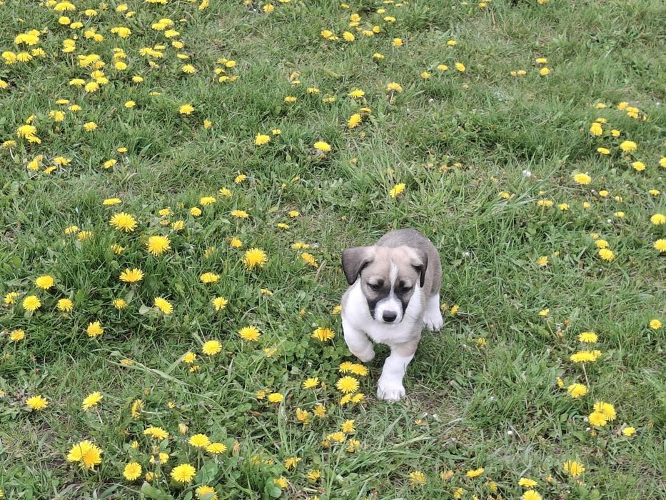 Dau spre adopție 5 căței frumoși