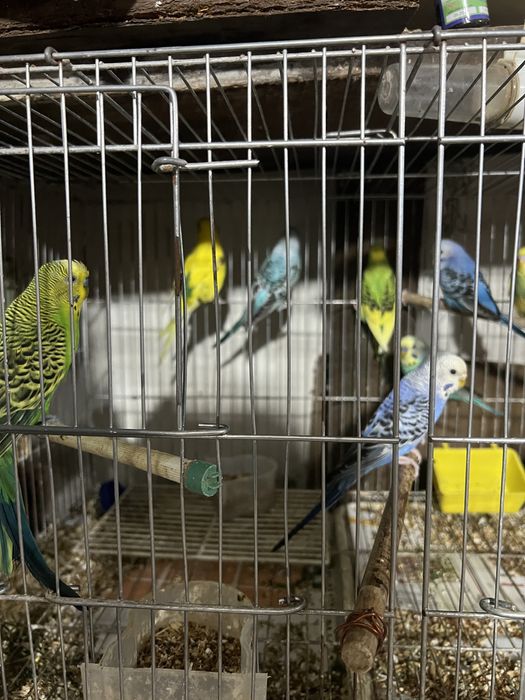 Продаются волнистые попугаи