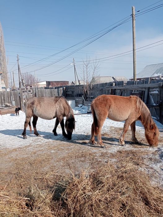 Срочно продам 3лошади
