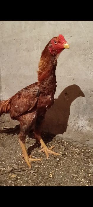 Дакан бойцовые о шамо немец