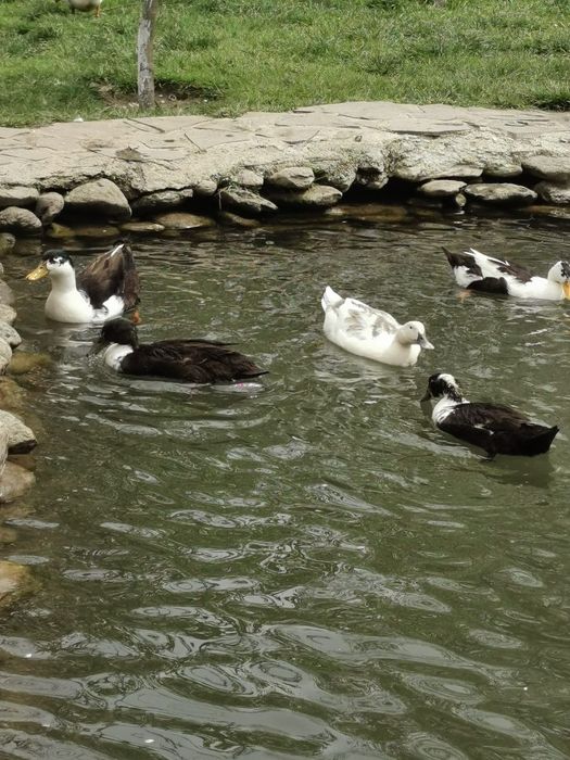 . Ouă pentru consum de găină și rață – naturale, crescute liber