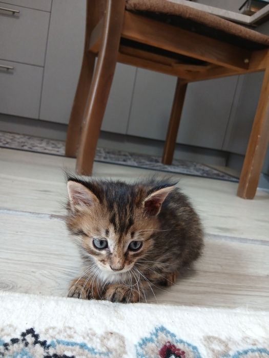 Отдам котят в хорошие руки