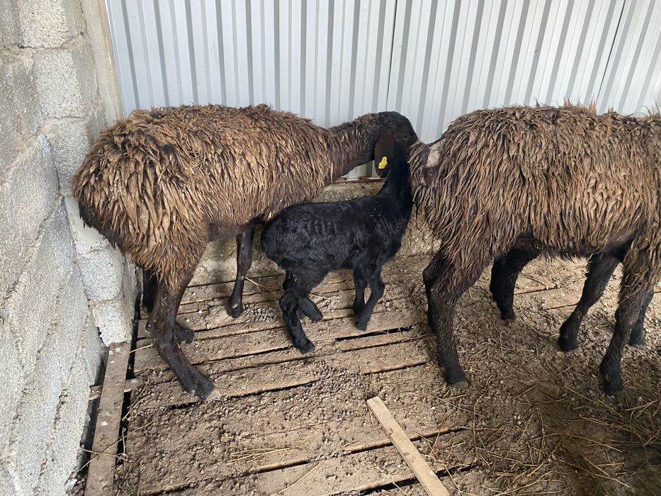 Арзан Қозылы қой 1 бас