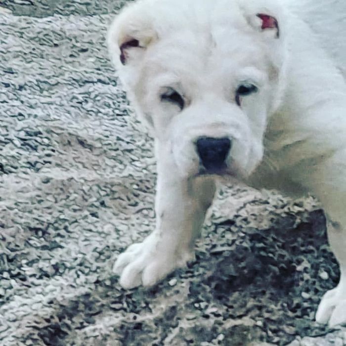 Туркман алабай болалари сотилади