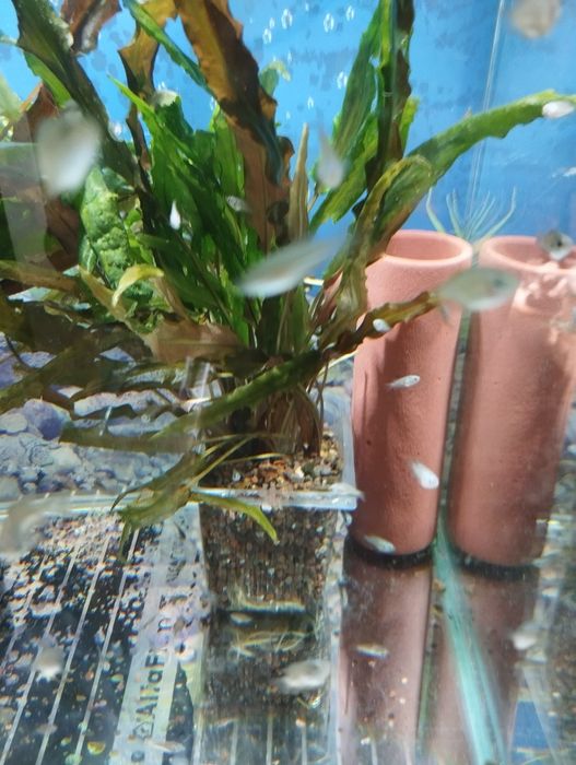 Продам Водоросли Криптокорина