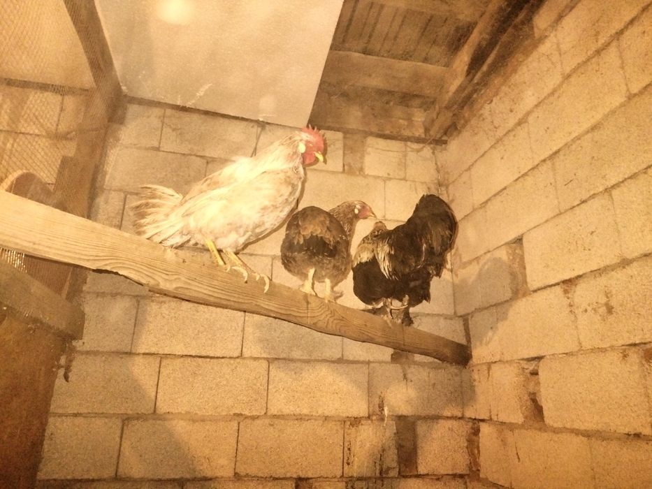 Дамашный тауыктар сатылады