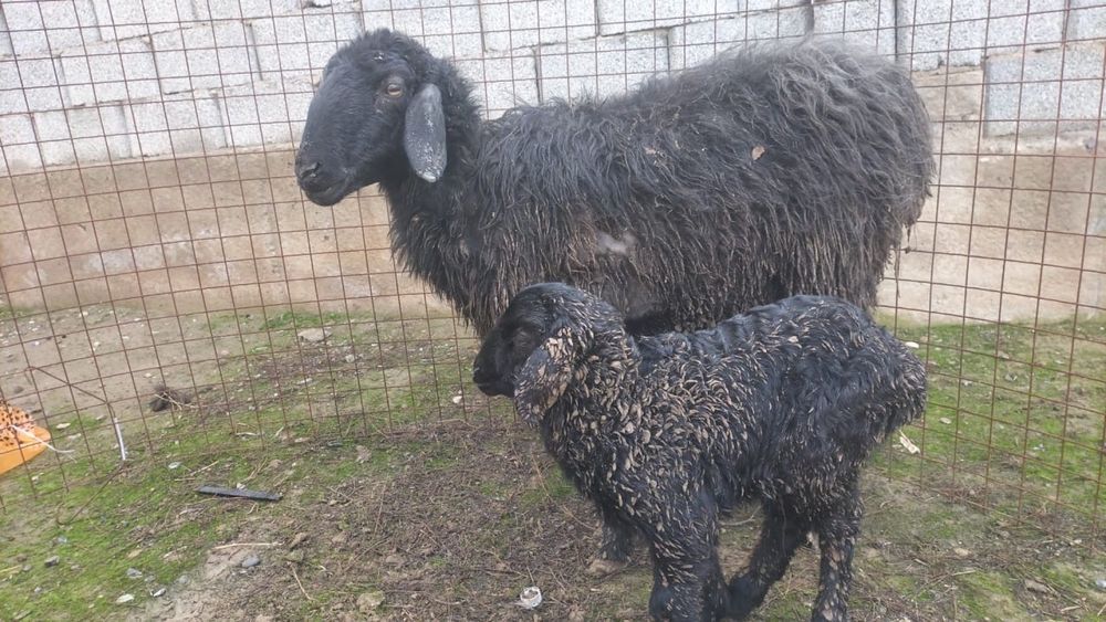 кой, баран, кочкар