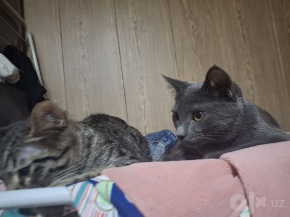 Отдам котёнка в добрые руки