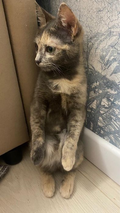 Отдам в хорошие руки кошечку