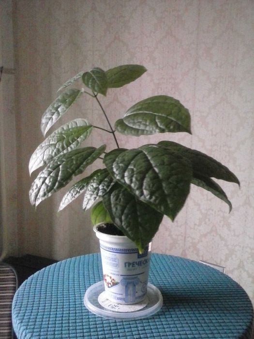 Клеродендрум Томпсона