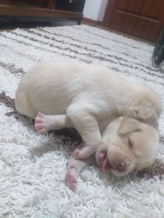 Лабрадор ретривера щенки