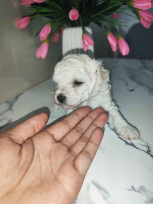 Toy pudel,Maltipu bolalari sotiladi