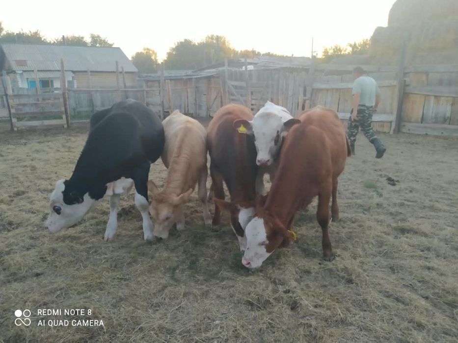 Продам быки и телки