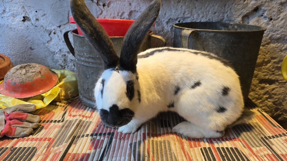 Vând femelă uriaș german fluture și berbec maturi